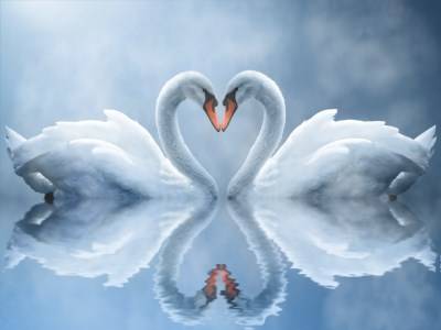  Swan Love Animated Wallpaper